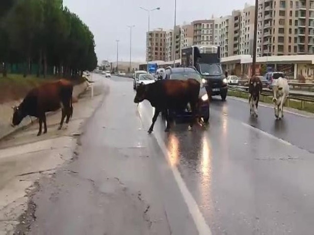 Büyükçekmece’de inekler, trafiği birbirine kattı