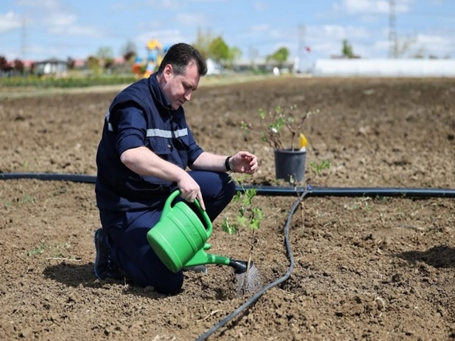 Silivri Belediyesi’nden Tarımsal destek: 10 Dönümlük Arazide Aşılı Asma Fidanı Dikimi Gerçekleştirildi