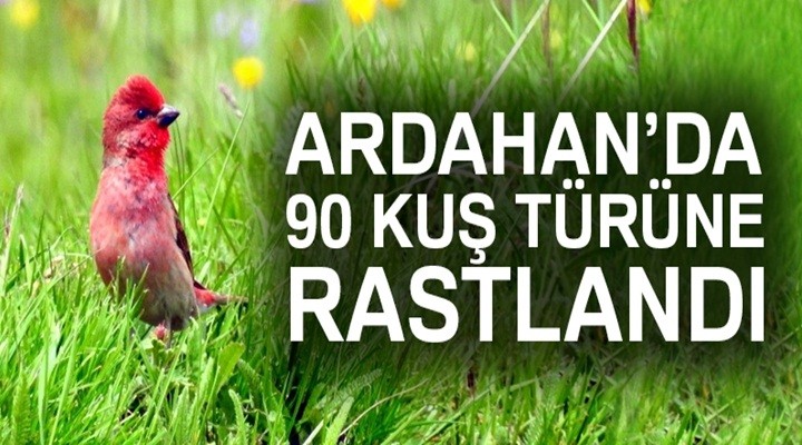 Ardahan Tam Bir Kuş Cenneti