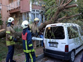 Avcılar'da otomobilin üstüne ağaç devrildi