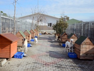 9 Ayda 2 Bin 244 Sokak Hayvanı Tedavi Edildi