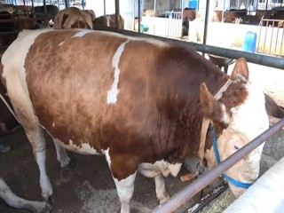 Esenyurt’ta kurbanlıklar çadırları doldurmaya başladı