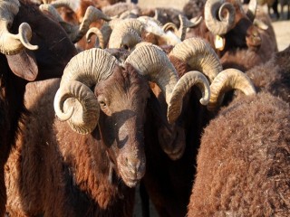 Diyanet 2021 vekaletle kurban kesim fiyatını açıkladı