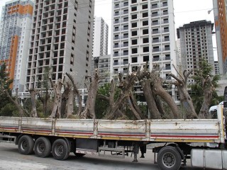 Esenyurt Belediyesi asırlık zeytin ağaçlarını kesilmekten kurtardı