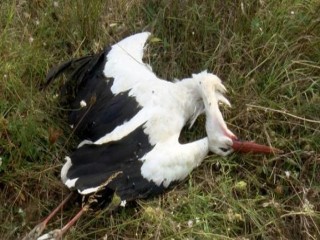 Silivri'de onlarca leylek öldü! Mahalleli isyanda..