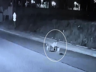 Avcılar'da Aracıyla ezdiği sokak köpeğine sadece bakıp gitti!