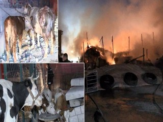 Esenyurt’ta ahırda yangın! Çok sayıda kurbanlık hayvan telef oldu