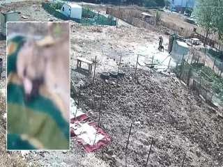 Esenyurt'ta kan donduran iddia: Bir köpeği işkenceyle katledip bir köpeği yaraladı!