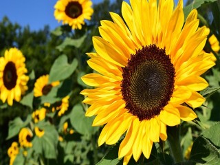 Trakya’da Ayçiçeği kuraklığa yenik düştü