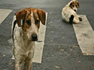 İstanbul Valiliği'nden sahipsiz hayvan genelgesi: Sokak köpeklerinin kontrolsüz beslenmesi yasaklandı