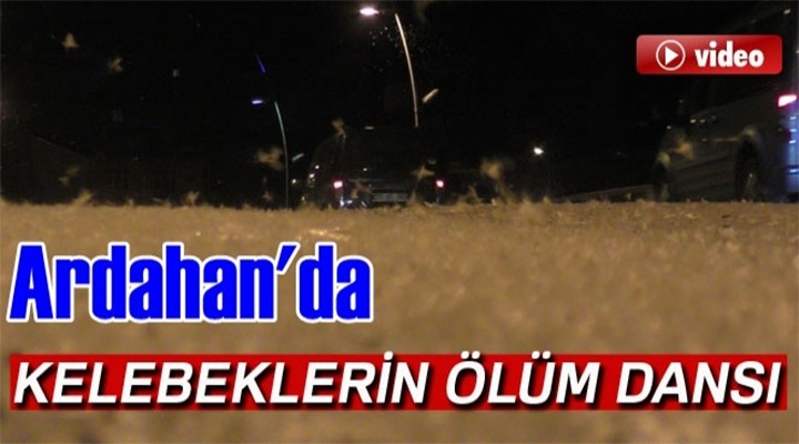 Ardahan’da kelebeklerin ölüm dansı...
