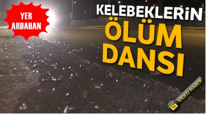 Ardahan'da Kelebeklerin Ölüm dansı başladı