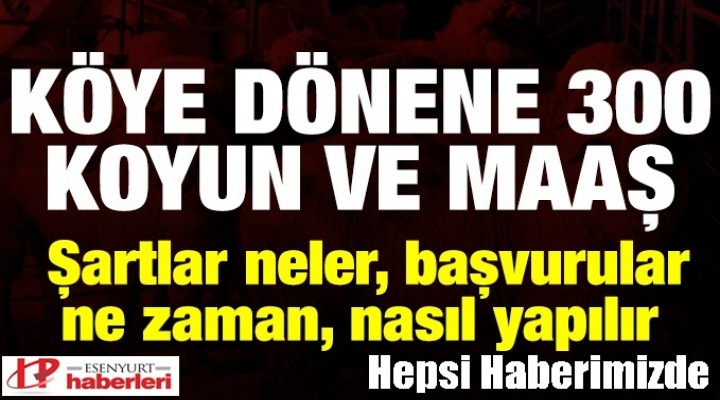 İşte 300 koyun projesinin şartları!