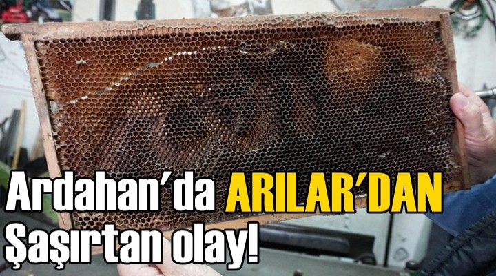 Arılar petek üzerine 'Allah' yazdı