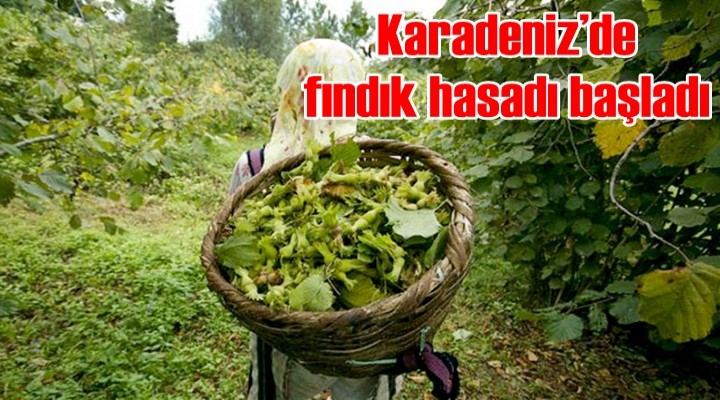 Karadeniz’de fındık hasadı