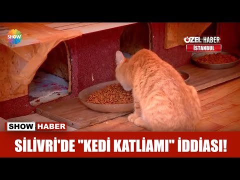 Silivri'de "Kedi katliamı" iddiası!