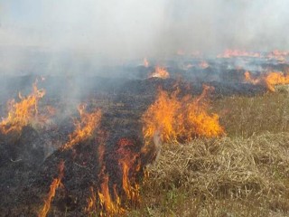Silivri'de buğday tarlası alev alev yandı